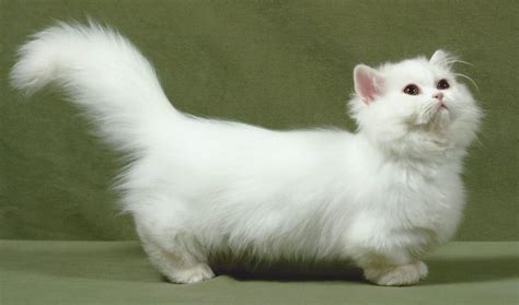 Minuet Napoleon Сat Breed Information Photo Care History Fello pet