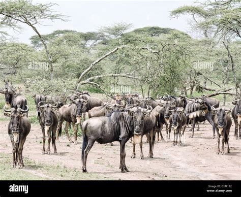 Herd Of Wildebeest Stock Photo - Alamy