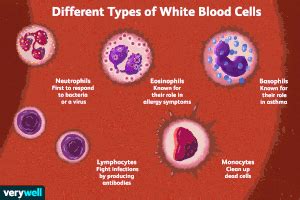 White Blood Cell Types Chart