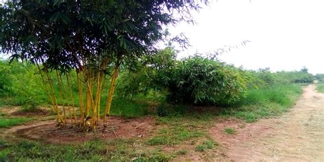 APC Bamboo Plantations Bao Lala Africa Plantation Capital Flickr