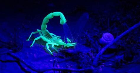 FlipFact (August 7, 2019): Why do scorpions glow in the dark ...