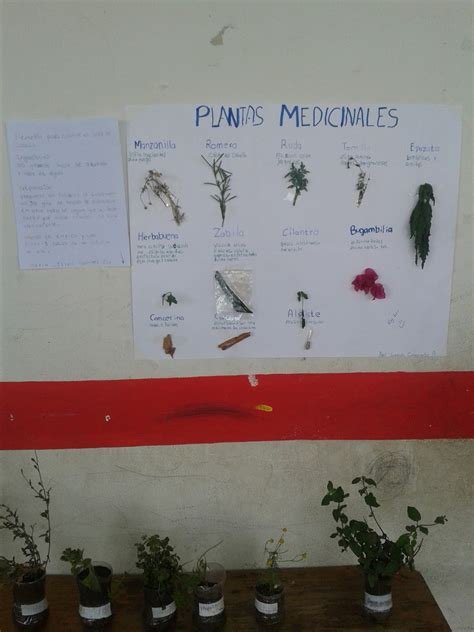 Escuela Primaria Nicol S Bravo Plantas Medicinales B