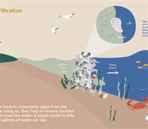 Oysters And Filtration Infographic The National Environmental Education