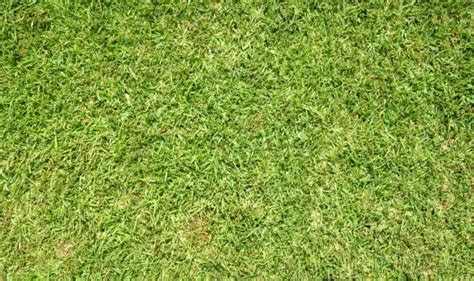 The 7 Best Weed Killers For St Augustine Grass Lawns In 2024