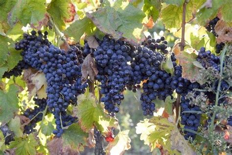 Merlot Gro E Opis I Karakteristike Sorte Vinogradarstvo Bobice