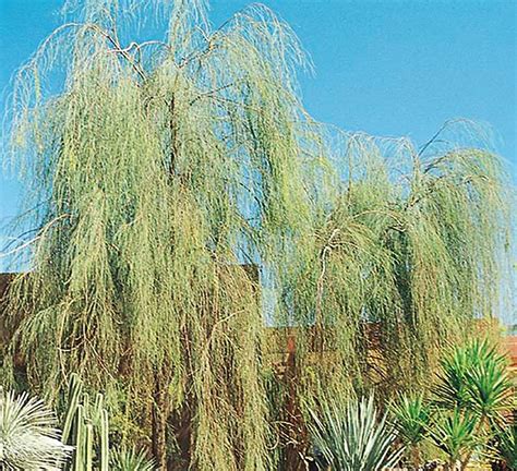 Shoestring Acacia Plants Bulbs And Seeds At