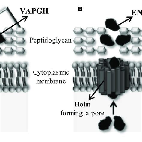 Role Of Phage Lytic Proteins When A Phage Infects A Gram Positive