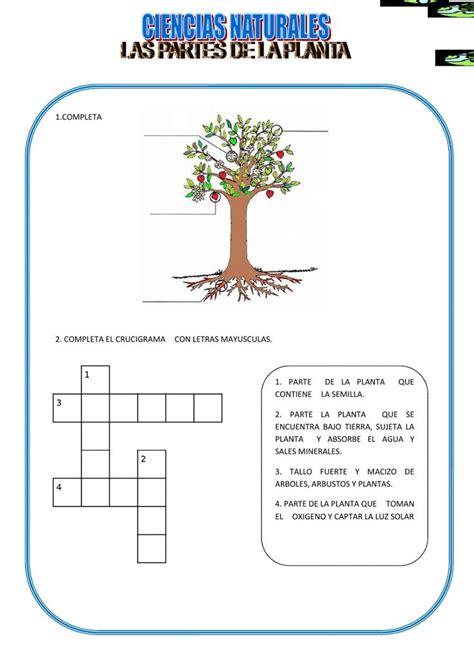 La Planta Worksheet For SEGUNDO Partes De La Planta Ciencias De La