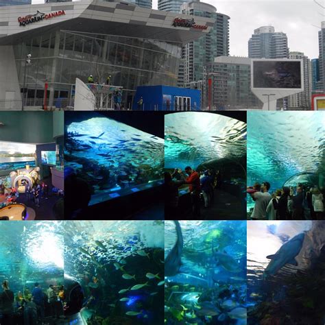 Ripley's Aquarium of Canada, 288 Bremner Blvd, Toronto, ON, Aquariums ...