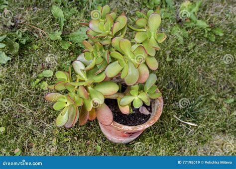 Green Thick Fleshy Leaves With Red Tips Of Jade Succulent Plant Or