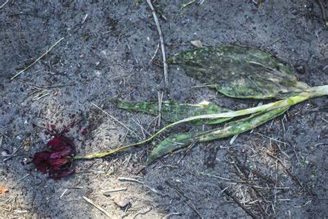 Flor De Tulipano Silvestre Pisoteada En El Suelo Cierre El Concepto De