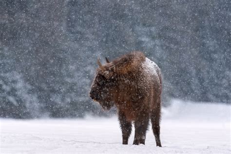 Poland in winter: 15 epic places to visit & guide - Europe in Winter