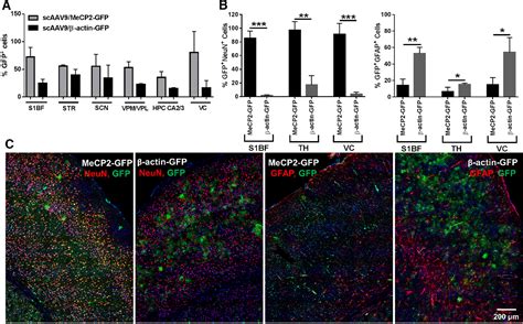 Figure 2 From Self Complementary Aav9 Gene Delivery Partially Corrects