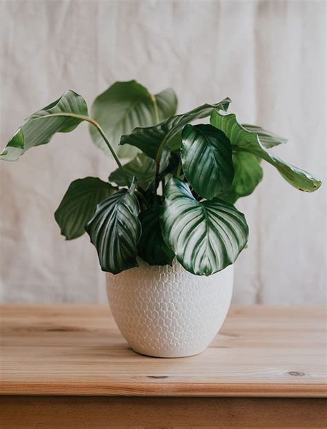 Plantas De Interior Que Crecen Muy Bien En Espacios Con Poca Luz