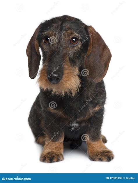 Front View Of Dachshund Sitting Stock Image Image 12909139