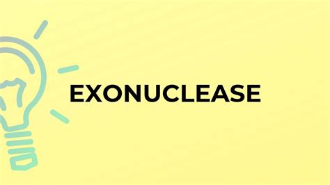 What Is The Meaning Of The Word Exonuclease Youtube