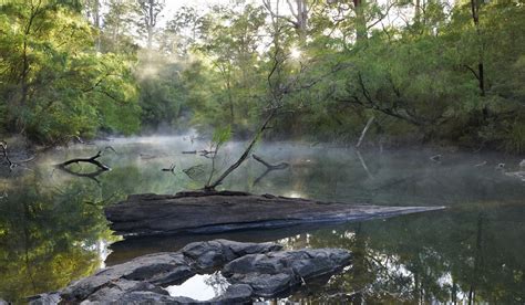 The Warren River Pemberton Wa Outback Australia South Australia