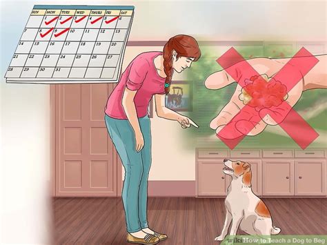 How To Teach A Dog To Beg With Pictures Wikihow Pet