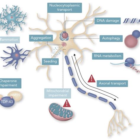 Mechanisms Related To Als Associated Or Not With Llps Schematic