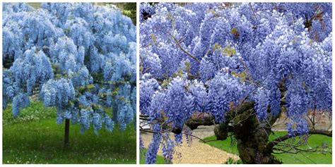 Spectacular Chinese Weeping Blue Wisteria Potted Plant Live Plant