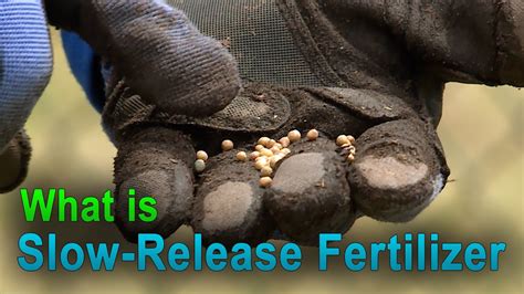 How Slow Release Fertilizer Works This Week In The Garden Youtube