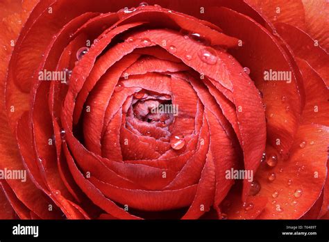 Ranunculus Flower Or Persian Buttercup Ranunculus Asiaticus Stock