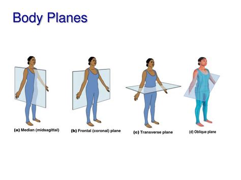 Oblique Plane Anatomy Anatomical Charts And Posters