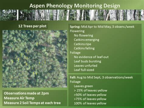 Aspen Phenology Monitoring Central Alaska Network Ppt Download