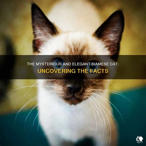 The Mysterious And Elegant Siamese Cat Uncovering The Facts PetShun