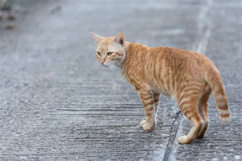 Qu Hacer Si Mi Gato Tiene Algo Atorado En La Garganta