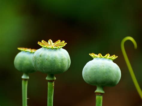 Fotos gratis naturaleza fotografía hoja florecer verde Produce