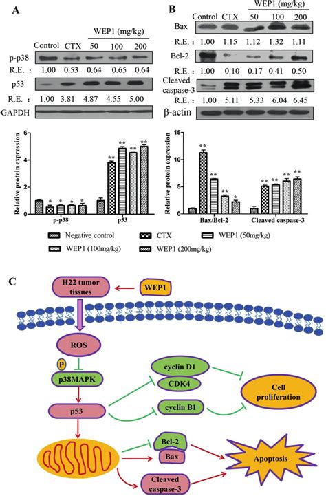 A B Western Blot Analyses Of Apoptosis Related Protein Expressions