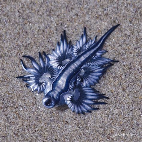 17 Best Images About Glaucus Atlanticus On Pinterest Animals Slug