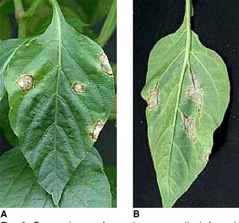 Figure From Expansion Of The Host Range Of Impatiens Necrotic Spot