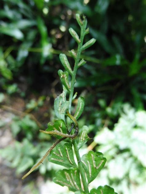 West African Plants A Photo Guide Asplenium Christii Hieron