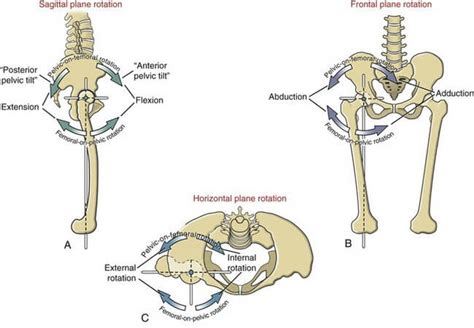 Cadera Anatomía y biomecánica para un movimiento funcional