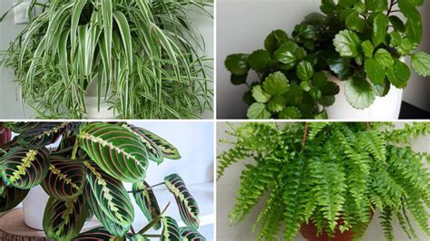 9 plantes dépolluantes qui purifient lair intérieur de votre maison