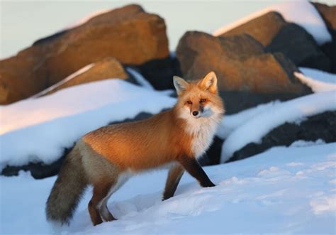 How Do Red Foxes Survive Winter Survival Guide