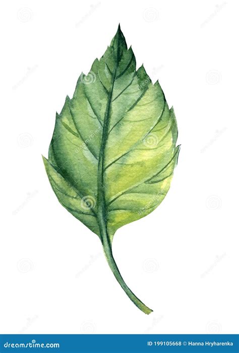 Green Leaf Drawing