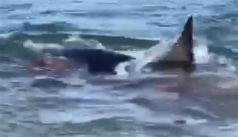 Video El Mar Se Ti E De Rojo Tras El Ataque De Un Tibur N A Una Foca