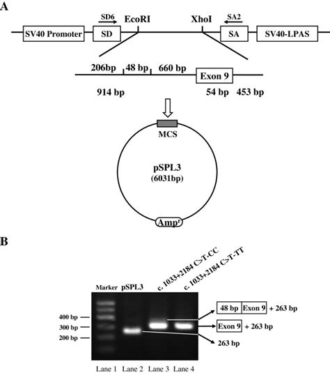 The exon trapping vector pSPL3 used to assay SNP function. (A) The ...