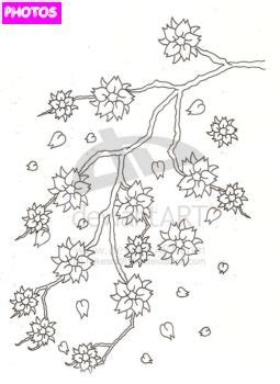 Cherry Blossom Drawing Outline At Paintingvalley Explore