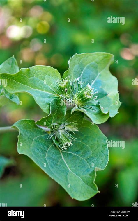 Greater Burdock Or Edible Burdock Buds Arctium Lappa Stock Photo Alamy