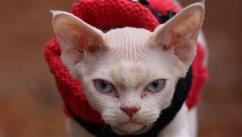 Cornish Rex Kedisi Özellikleri Ve Bakımı Uplifers