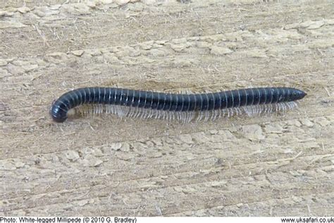 Millipedes Diplopoda Uk Safari