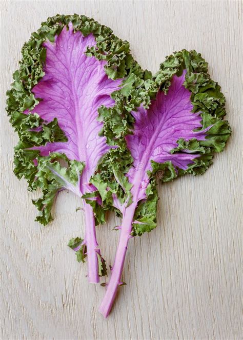 Purple kale leaves stock photo. Image of farmers, leaves - 22162268