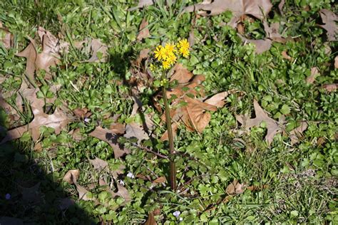 Butterweed Packera Glabella A Common Spring Bloomer I G Flickr