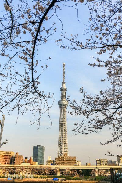 【东京赏樱景点】隅田公园樱花祭：隅田川畔拍摄晴空塔的经典樱花照 Bringyou