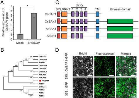 Figure 1 From A Rice Receptor Like Protein Negatively Regulates Rice