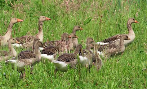 Solve Almost Grown Greylag Goslings Ganzenkuikens Jigsaw Puzzle